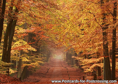 Autumn postcard - lane