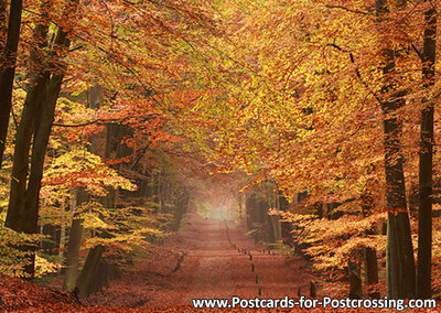 Autumn postcard - lane