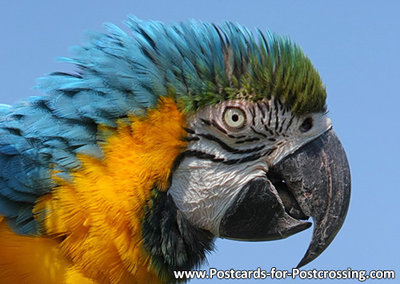 Blue yellow macaw postcard