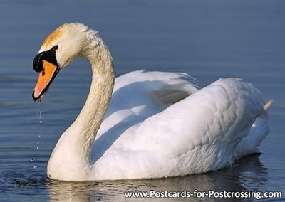 Swan postcard