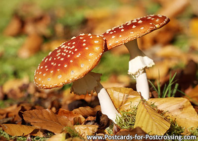 Fly agaric postcard