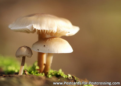 Mushrooms in Autumn postcard