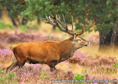 Red deer postcard