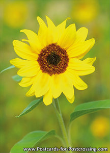 sunflower postcards, sunflower postcard