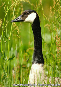 Barnacle goose postcard