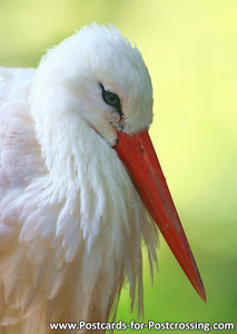 Stork postcard