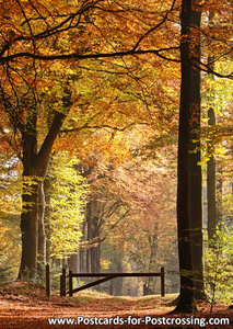 Autumn postcard - lane