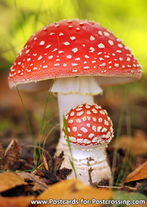 Fly Amanita postcard