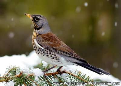 Fieldfare postcard