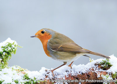 Robin postcard