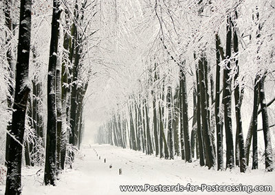 Winter on the Veluwe postcard