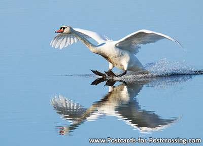 Mute swan postcard