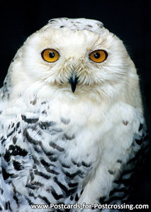 Snowy owl postcard