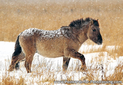 Konik horse postcard