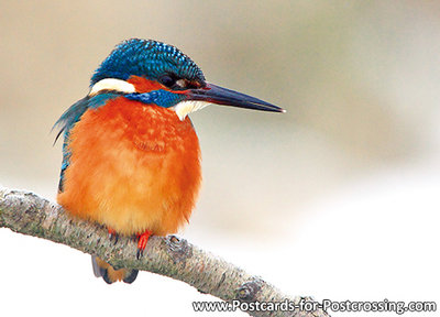 Kingfisher postcard