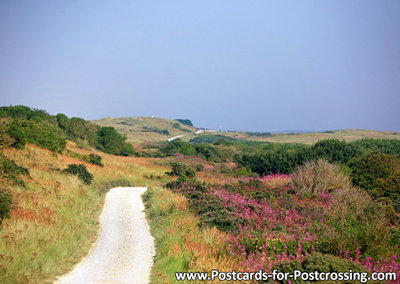 Ameland dunes postcard