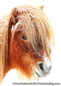 Shetlandpony postcard