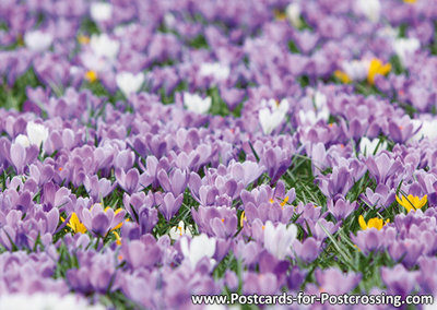 Crocuses postcard