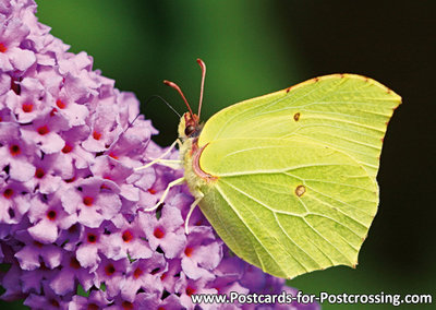 Lemon butterfly postcard