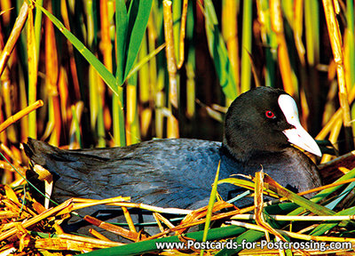 Eurasian Coot postcard