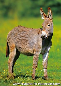 Donkey postcard