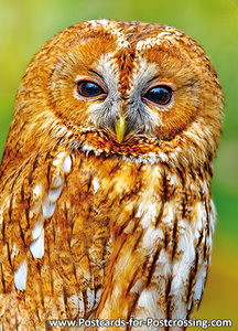 Brown owl postcard