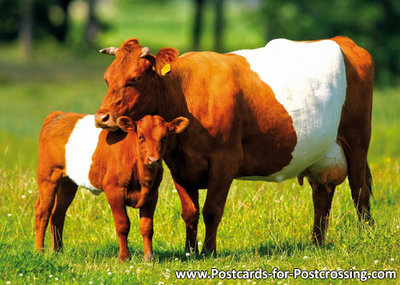 Dutch belted cows postcard
