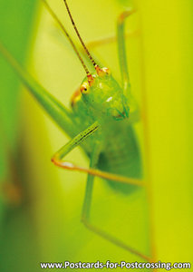 Golden grasshopper postcard