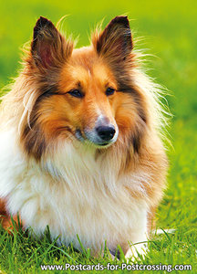 Shetland sheepdog postcard