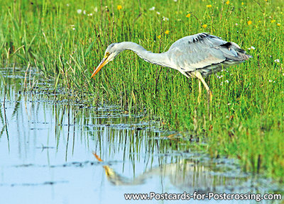 Grey heron postcard