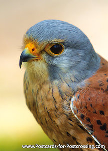 Common Kestrel postcard