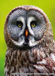 Great gray owl postcard