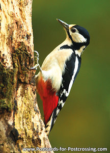 Great spotted woodpecker postcard
