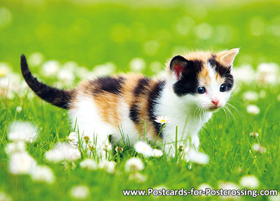Cat in flower field postcard