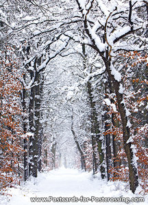 Winter forest postcard