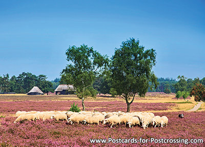 Sheep on the moor postcard