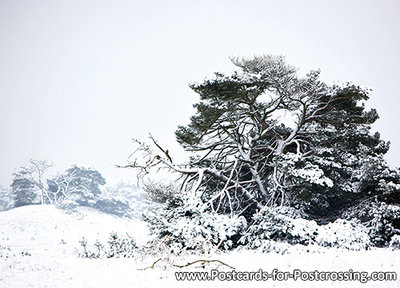 postcard winter on the Veluwe