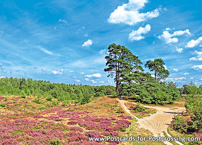 Field of heather postcard