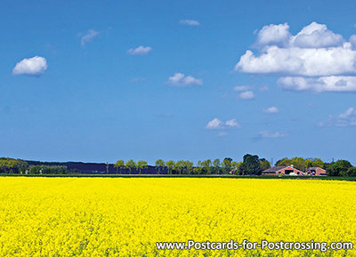 Rapeseed Fields postcard