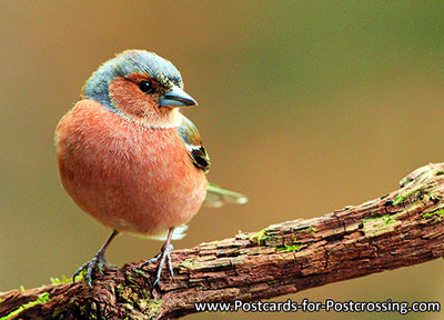 Common Chaffinch postcard