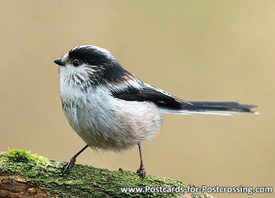 Long tailed Tit postcard