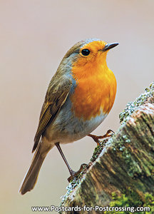 Robin postcard