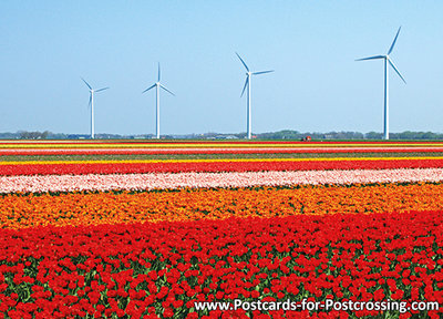 Windmills with tulips postcard