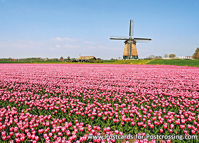 Berkmeer mill with tulips postcard