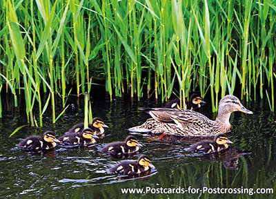 Duck with ducklings postcard