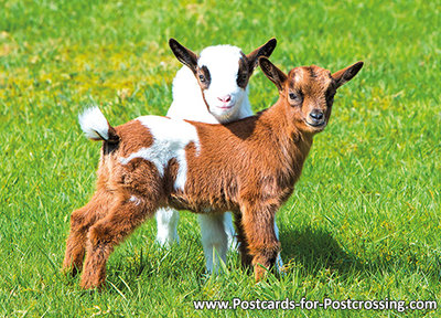 Goats postcard