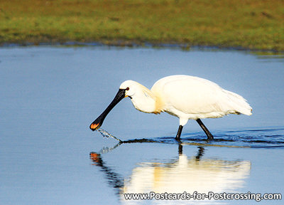 Eurasian spoonbill postcard