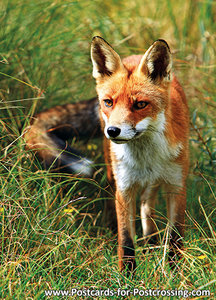 Fox postcard