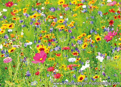 Wildflowers postcard