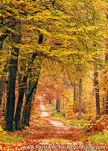 Autumn postcard - lane